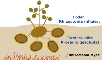 Boden Rhyzoctonia infiziert - Tochterknollen Proradix geschützt